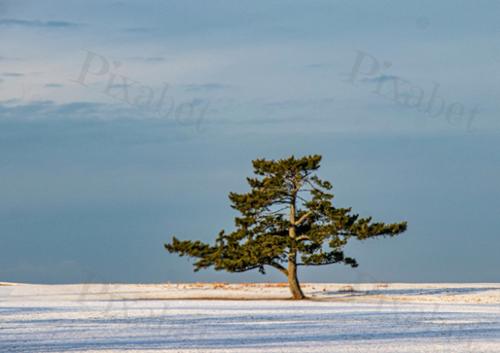 winter tree portrait