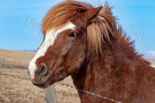 ICELANDIC HORSE 1