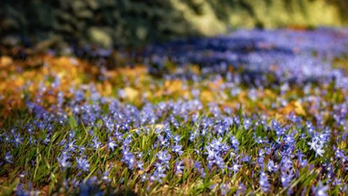 PURPLE FIELDS