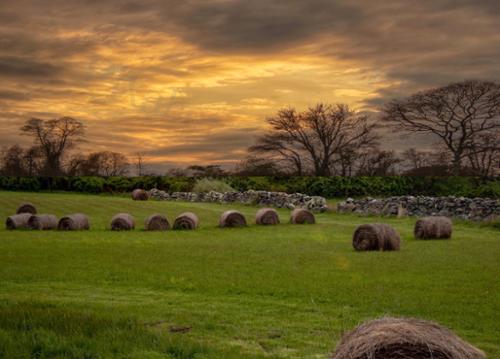 FIELD OF LIGHT