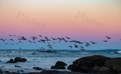FLOCK 3