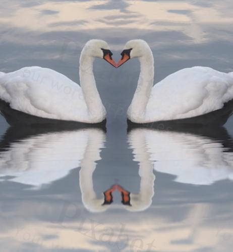 KISSING SWANS