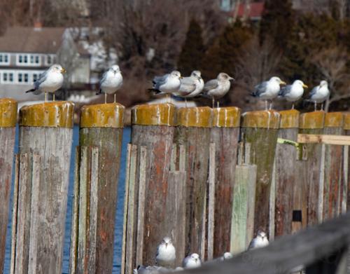 SEAGULL POST