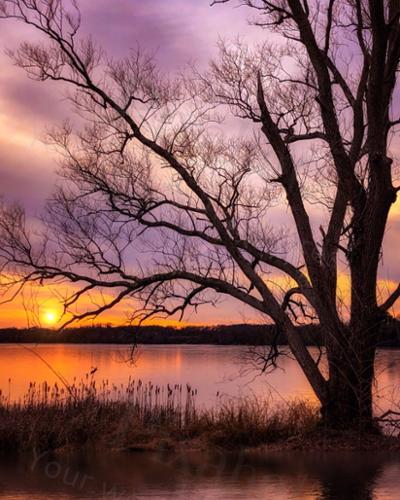 REFLECTION TREE