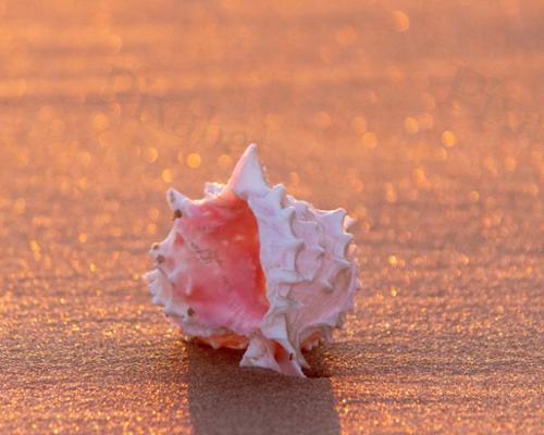 SEA SHELL PORTRAIT