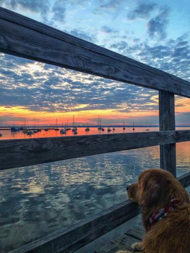 SUNSET PUP
