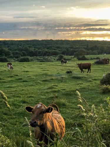 COW FIELD