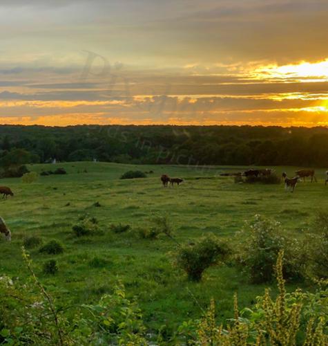 FIELD SUNSET
