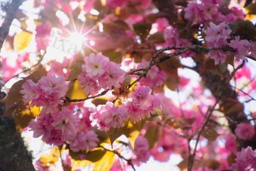 CHERRY AND RAYS