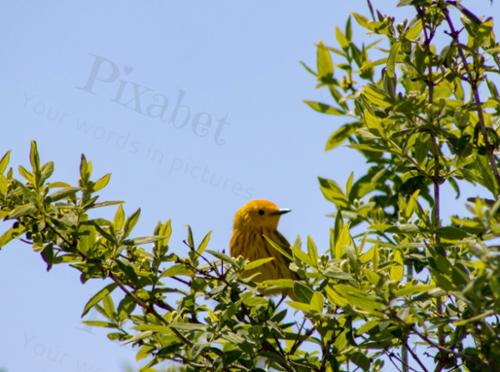 YELLOW VISITOR