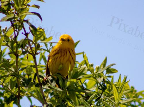 YELLOW WOBBLER