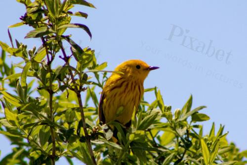 PROFILE WOBBLER