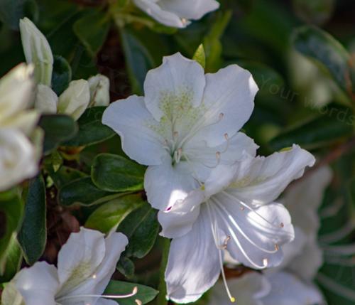 AZALEA