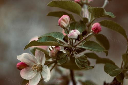 ARTSY APPLE BLOSSOMS