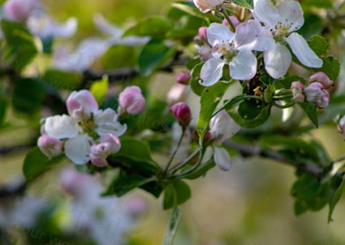 APPLE BLOSSOMS