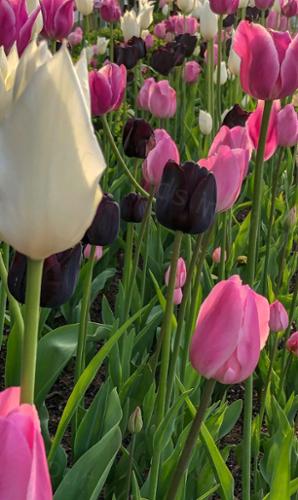 TULIPS FOR DAYS