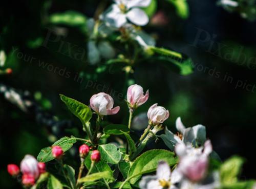 PINK BUDS