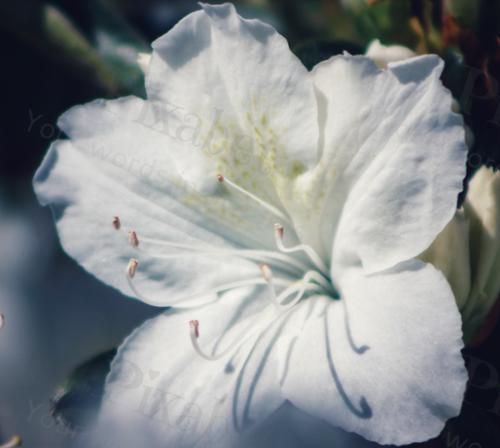 AZALEA PORTRAIT