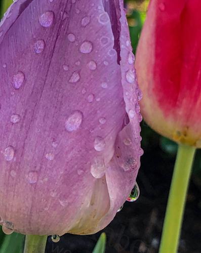 TULIP REFLECTION