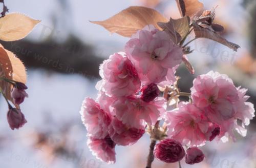 CHERRY 13