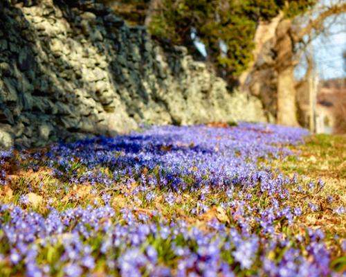 PURPLE PERSPECTIVE