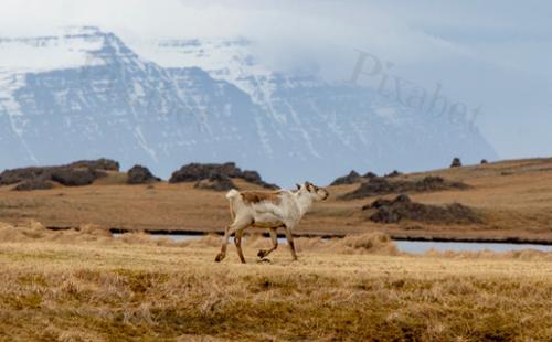 ICELANDIC REINDEER