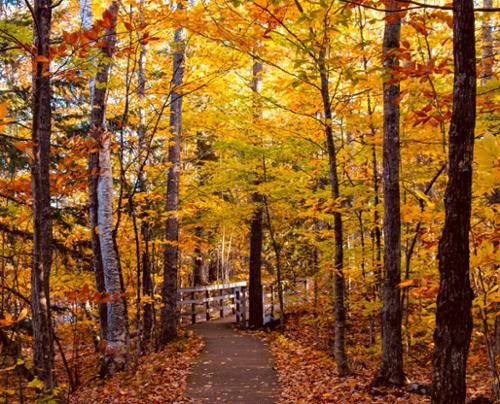 FALL PATHS