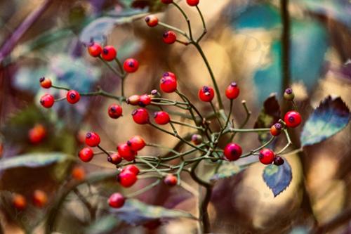 BERRY BRANCH
