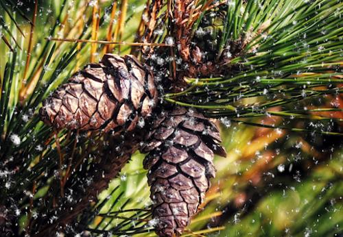WINTER PINE