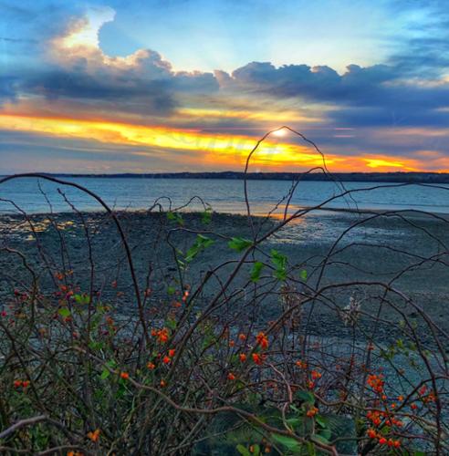 BITTERSWEET SUNSET