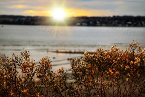 FLOWERS AT SEAPOWET