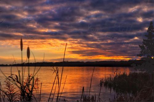 CATTAILS