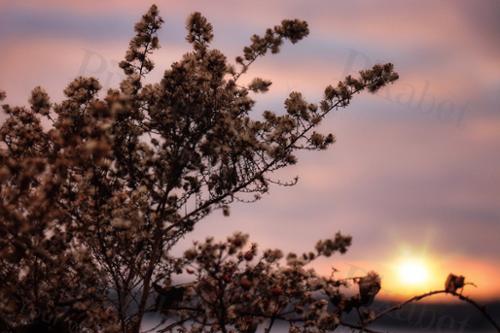 FLOWERY SUNSET