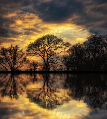 TREE REFLECTIONS 12