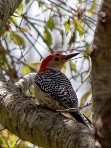 WODDY WOODPECKER