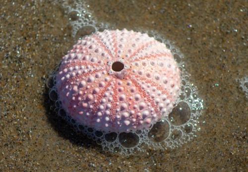 URCHIN 