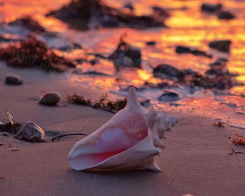 SUNRISE CONCH