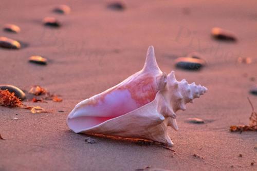 SUNSET CONCH