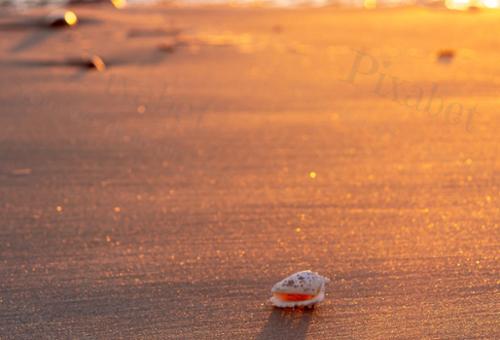 SUNLIGHT SHELL