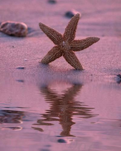 STAR REFLECTIONS