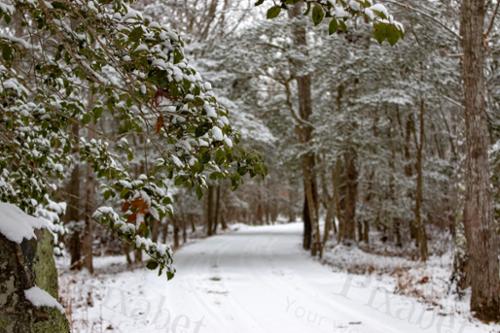 WINTER WOODS