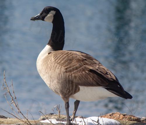 MOTHER GOOSE