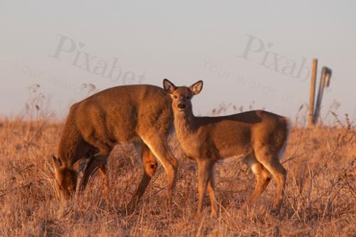 OH DEER