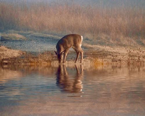 DEER REFLECTIONS