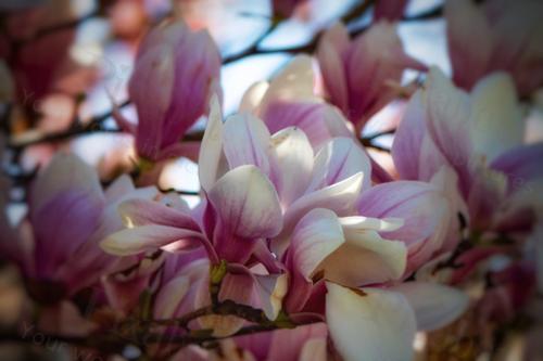 MAGNOLIA