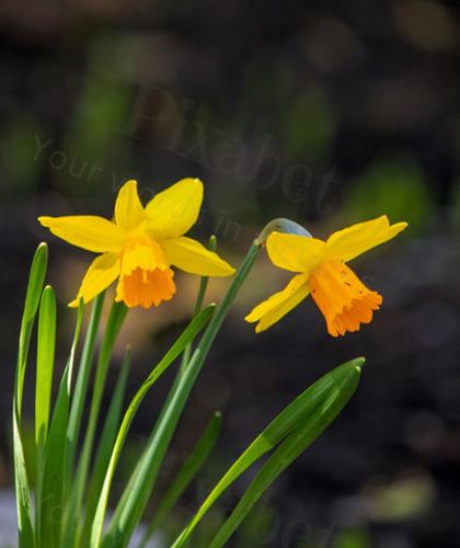DAFODIL DUO