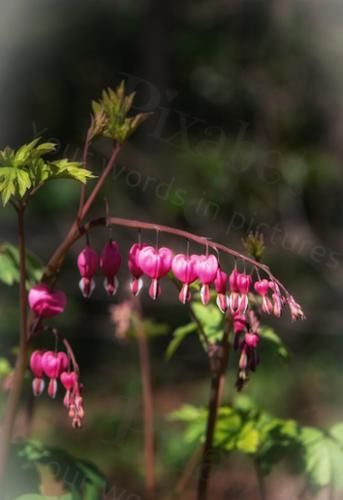 BLEEDING HEARTS