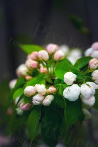 BOUQUET
