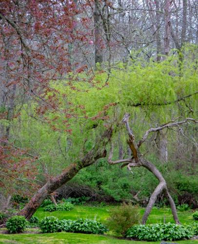 TREE BATTLES