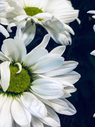 Daisy Love 